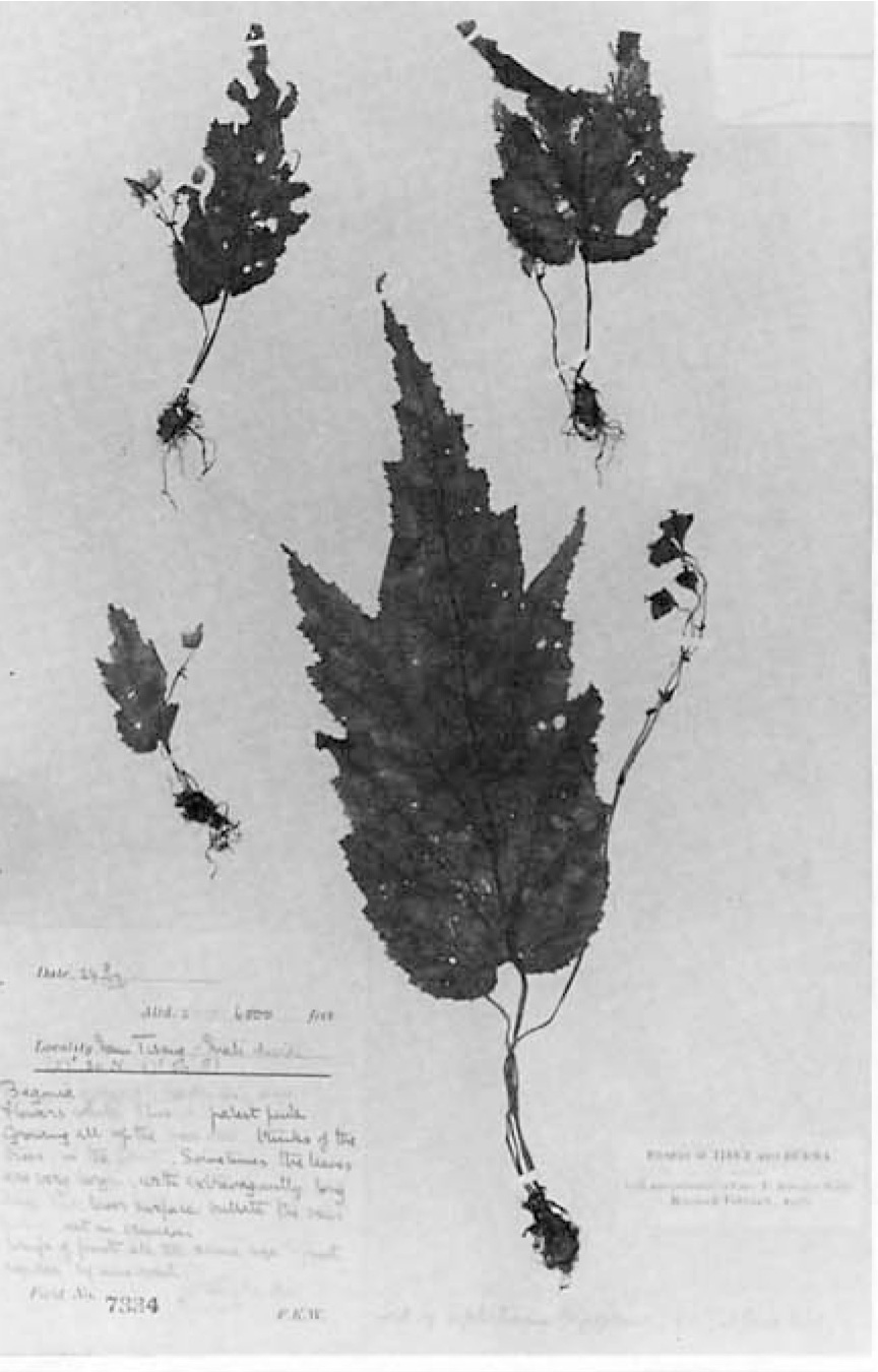 B. hymenophylloides